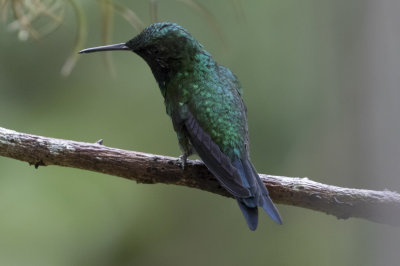 Puerto Rican  Emerald