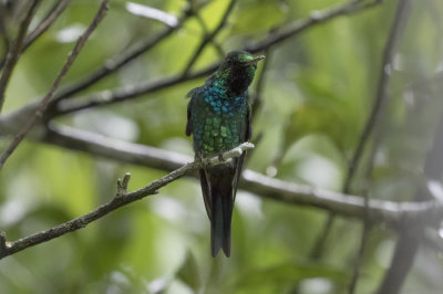 Puerto Rican  Emerald