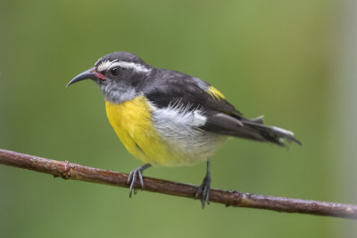 Bananaquit