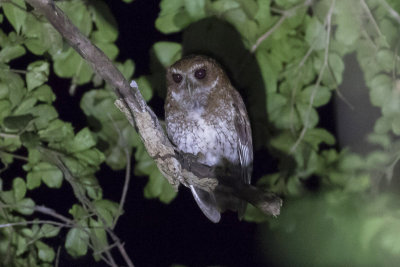 Puerto Rican Screech Owl 