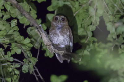 Puerto Rican Screech-Owl