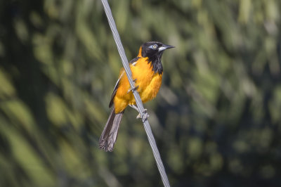 Venezuelan Troupia