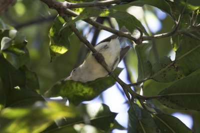 Puerto Rican Vireo