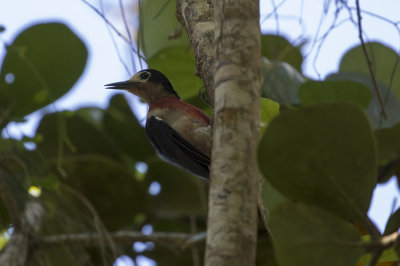 Puerto Rican Woodpecker