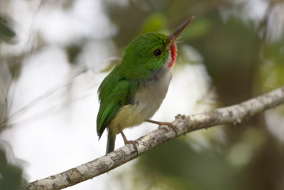 Puerto Rican Tody