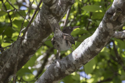 Pearly-eyed Thrasher