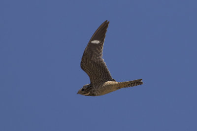 Antillean Nighthawk