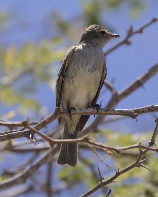 Caribbean Elaenia