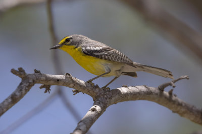 Adelaide's Warbler 