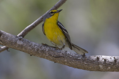 _Adelaide's Warbler