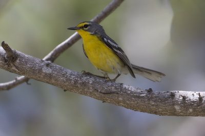 Adelaide's Warbler