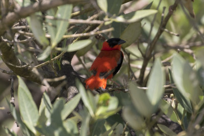 Northern Red Bishop