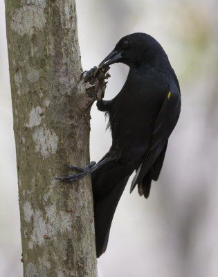 Yellow-shouldered Blackbird