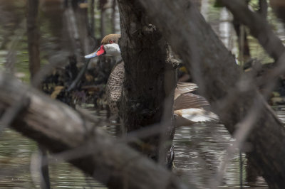 White-cheeked Pintail