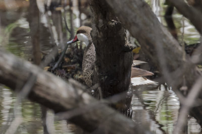 White-cheeked Pintail