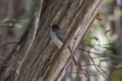 Puerto Rican Flycatcher