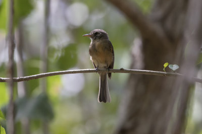 Puerto Rican Pewee