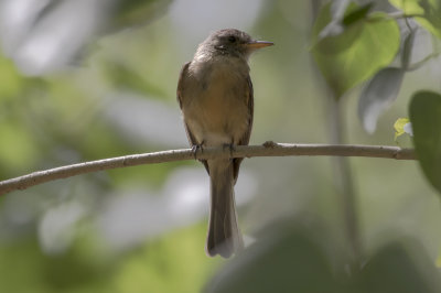 Puerto Rican Pewee