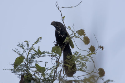 Smooth-billed Ani