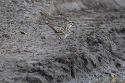 Pin-tailed Whydah