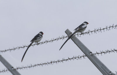 Pin-tailed Whydah