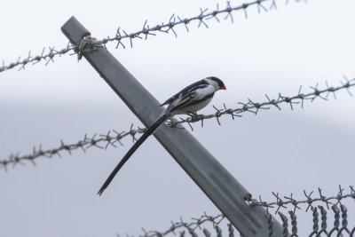 Pin-tailed Whydah