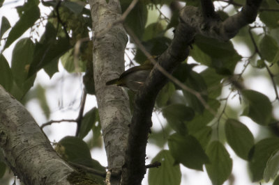 Yellow-browed Cameroptera