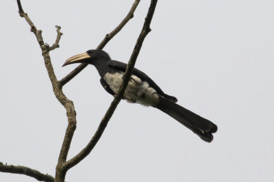 African Pied Hornbill