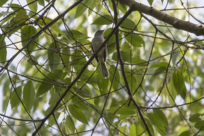 Gray Tit-Flycatcher