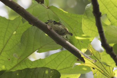 Yellow-throated Tinkerbird