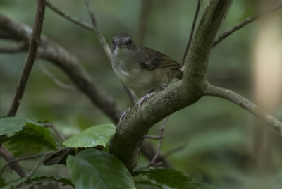 Scaly-breasted Illadopsis