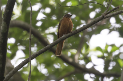 Rufous Flycatcher-Thrush