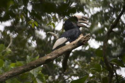 Black-and-white casqued Hornbill