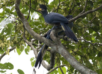 Great Blue Turaco