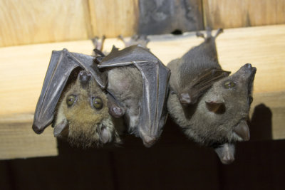 Angola Fruit Bats