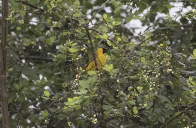 Slender-billed Weaver