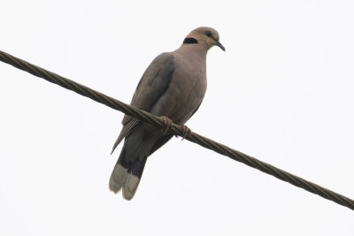 Red-eyed Dove