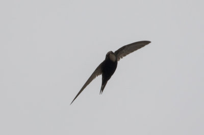 Common Swift