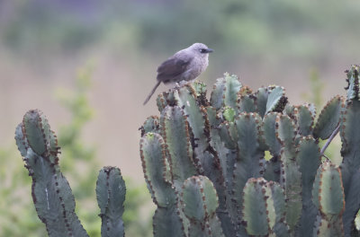 Black-lored Babbler