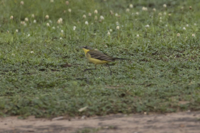 Western  Yellow Wagtail