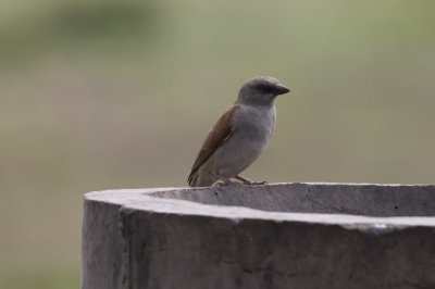 Northern Gray-headed Sparrow.
