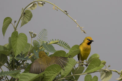Spectacled Weavers