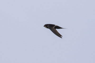 White-rumped Swift