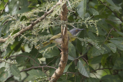 Yellow-breasted Apalis