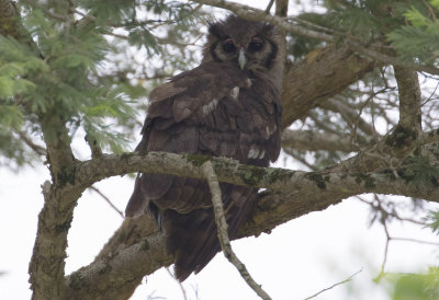 Verreux's Eagle Owl