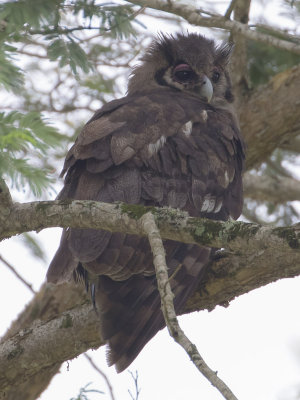 Verraux's Eagle Owl