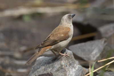 Gray-headed Sparrow