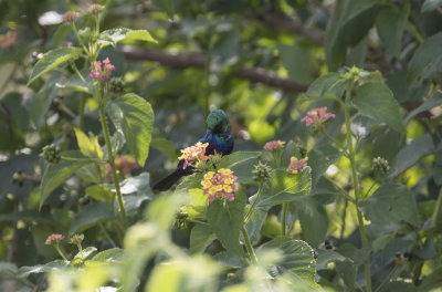 Purple-banded Sunbird