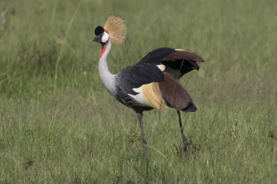 Gray-crowned Crane