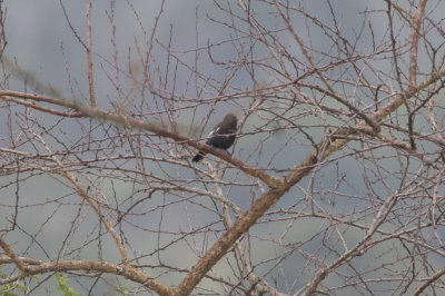 White-winged Tit